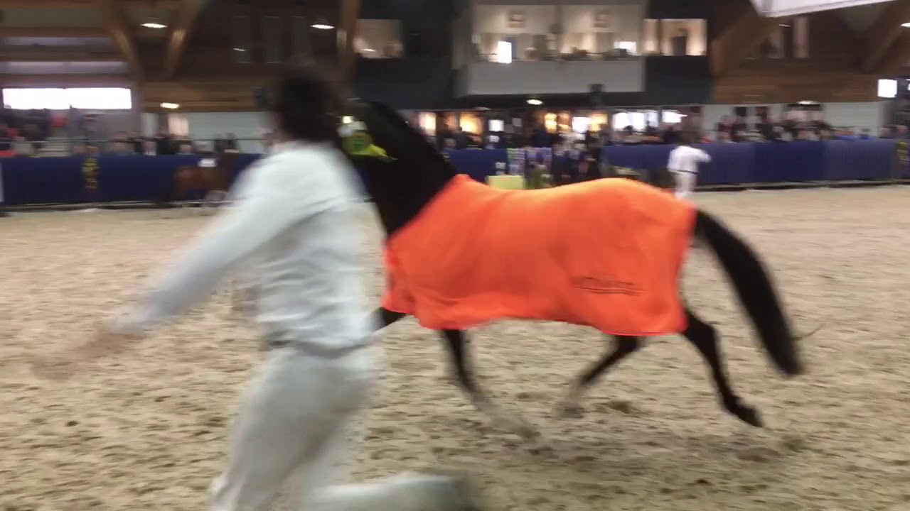 Furioso van het Enkershof NWPCS 2018