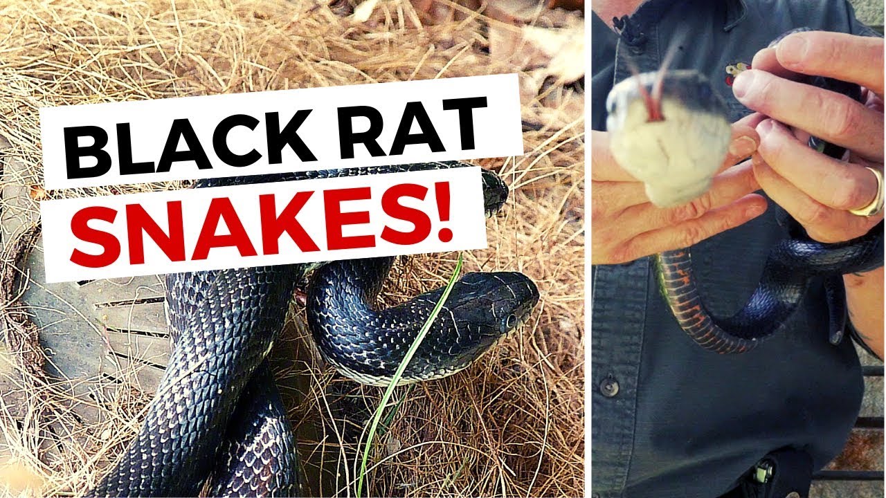 1.2 The Wildlife Command Center: Capturing Rat Snakes -
