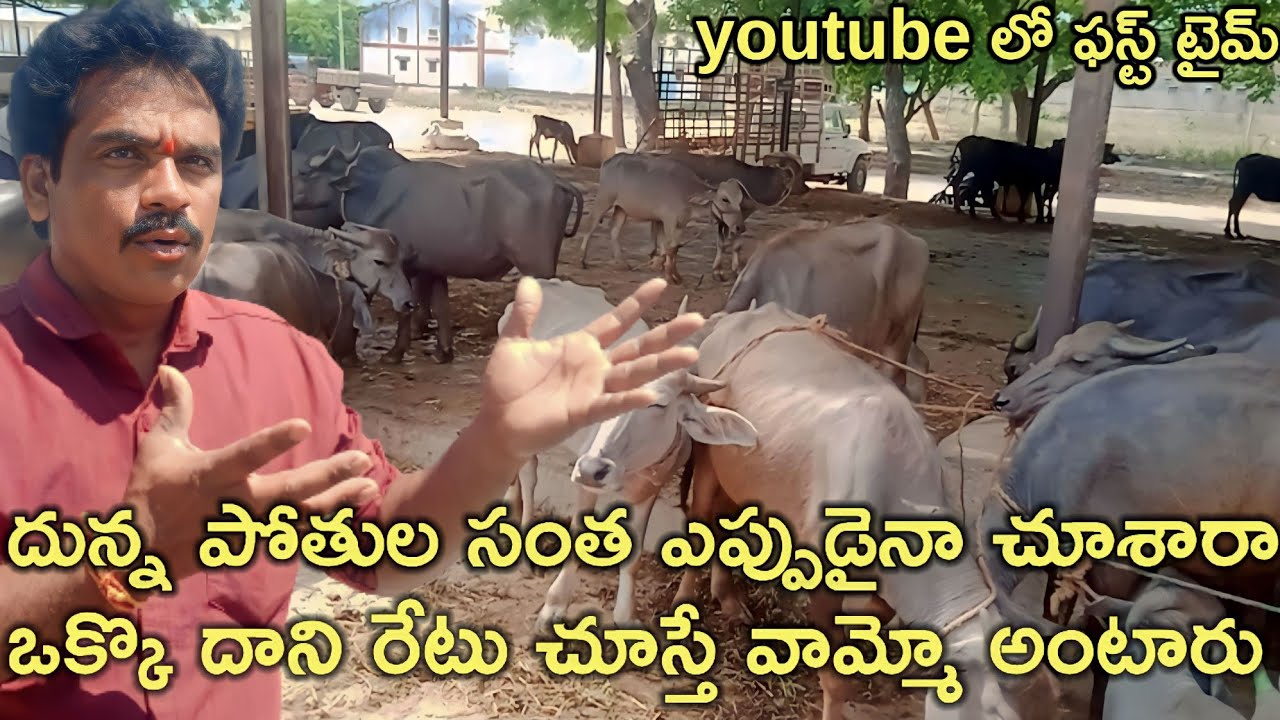 Rayachoti లో ప్రతి గురువారం పసువుల సంత ఇక్కడ  దున్నపోతులు రేట్లు చూడండి #rktelugutravaller l