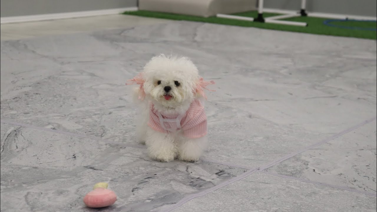 ドッグランで犬見知りするワンコ
