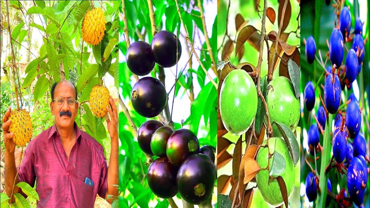 മലപ്പുറത്തെ ഈ വീട്ടിൽ മൂന്ന് ഏക്കറയിൽ  rainforest plum മുതൽ  350 variety fruits #exotic #fruit #2023