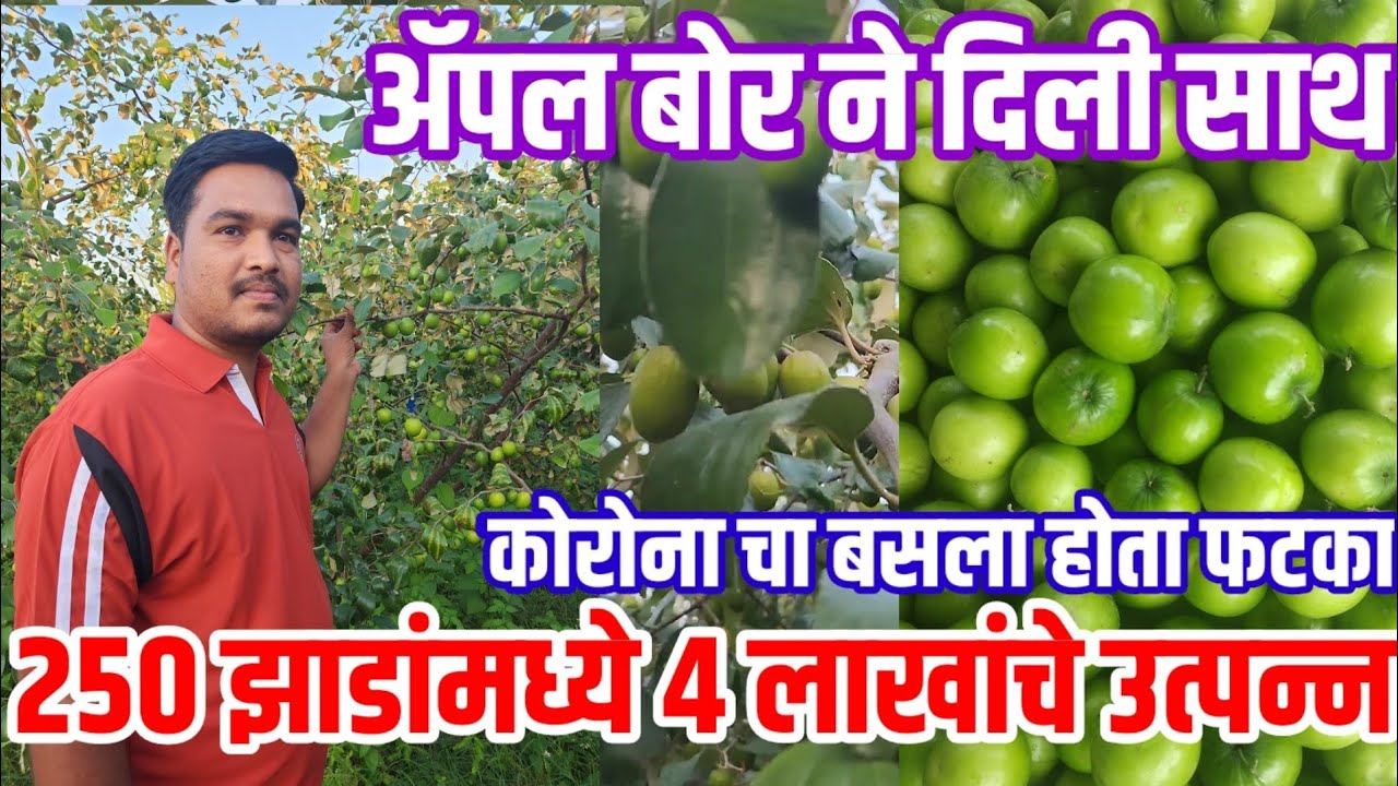 250 झाडांमध्ये 4 लाखांचे उत्पन्न,ॲपल बोरानी दिली साथ, apple bore A to Z माहीती  | visionvarta