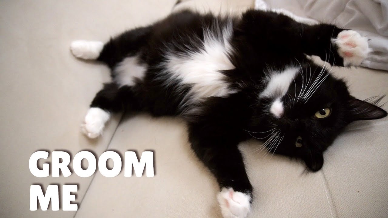 Cats cuddling and grooming each other | Uni and Nami