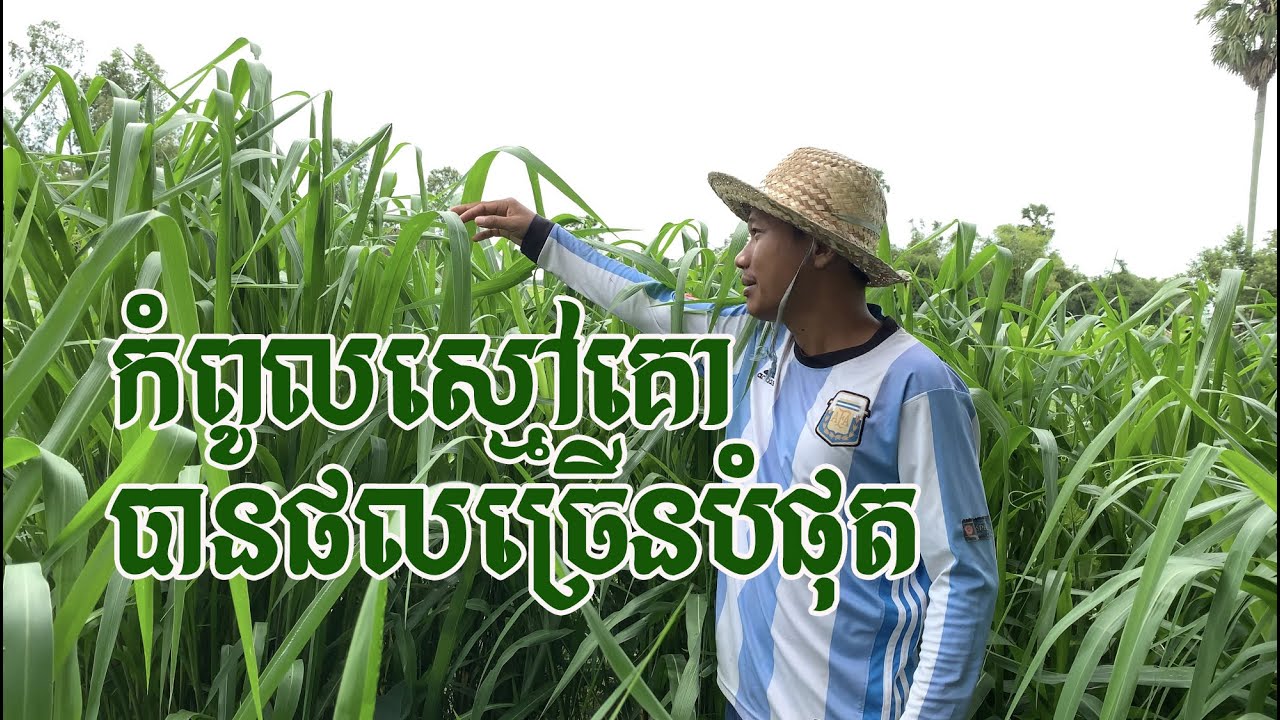 កំពូលស្មៅបានផលច្រើន ម៉ុមបាសា