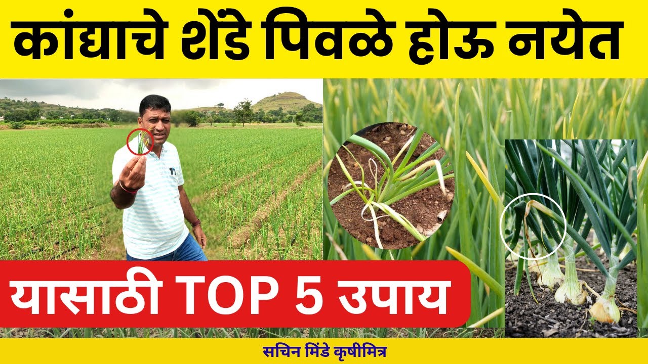 कांदा पिकाचे शेंडे पिवळे का पडतात? पूर्ण उपाय जाणून घ्या | सचिन मिंडे कृषीमित्र