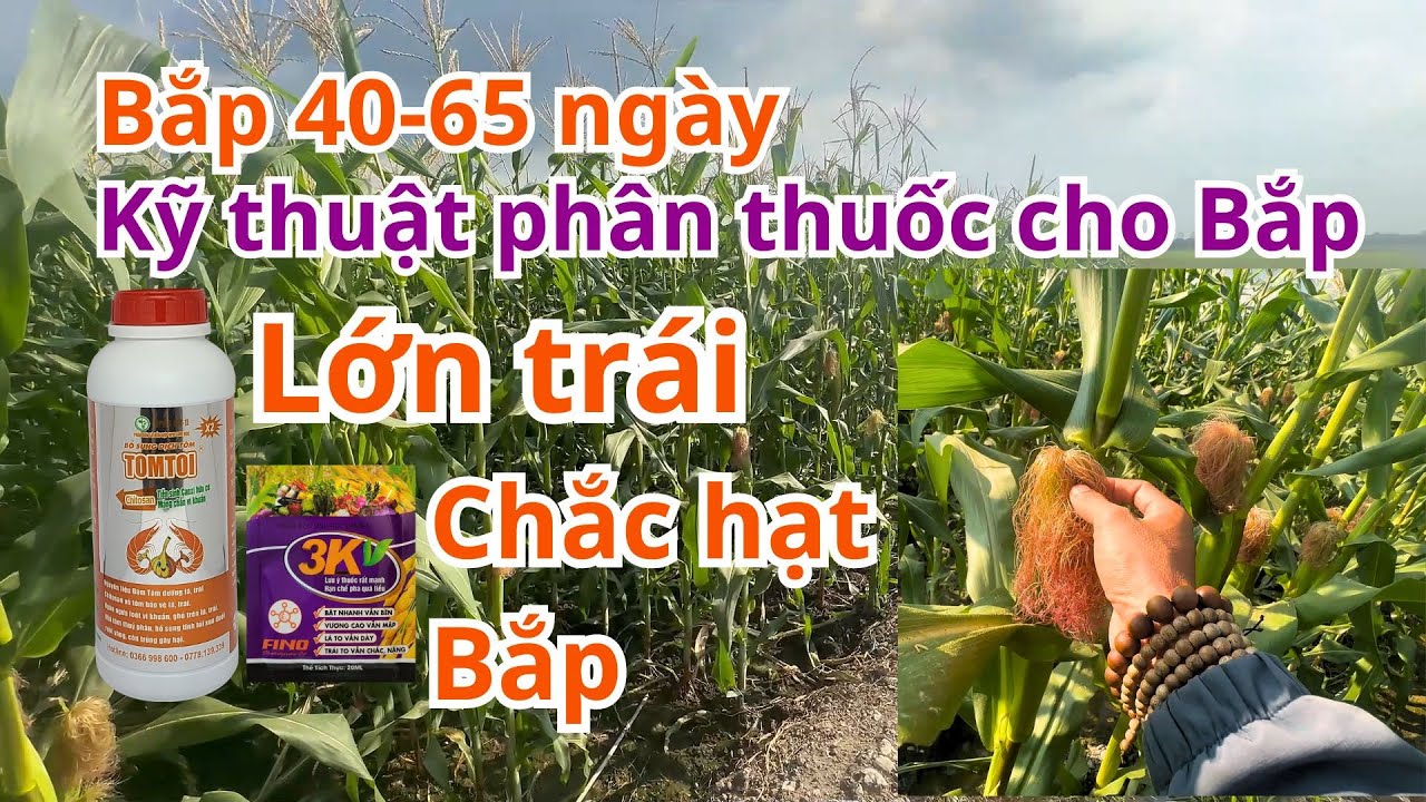 Bắp 40-65 Ngày | Kỹ Thuật Phân Thuốc Cho Bắp | Lớn Trái, Chắc Hạt Bắp | Phần 7