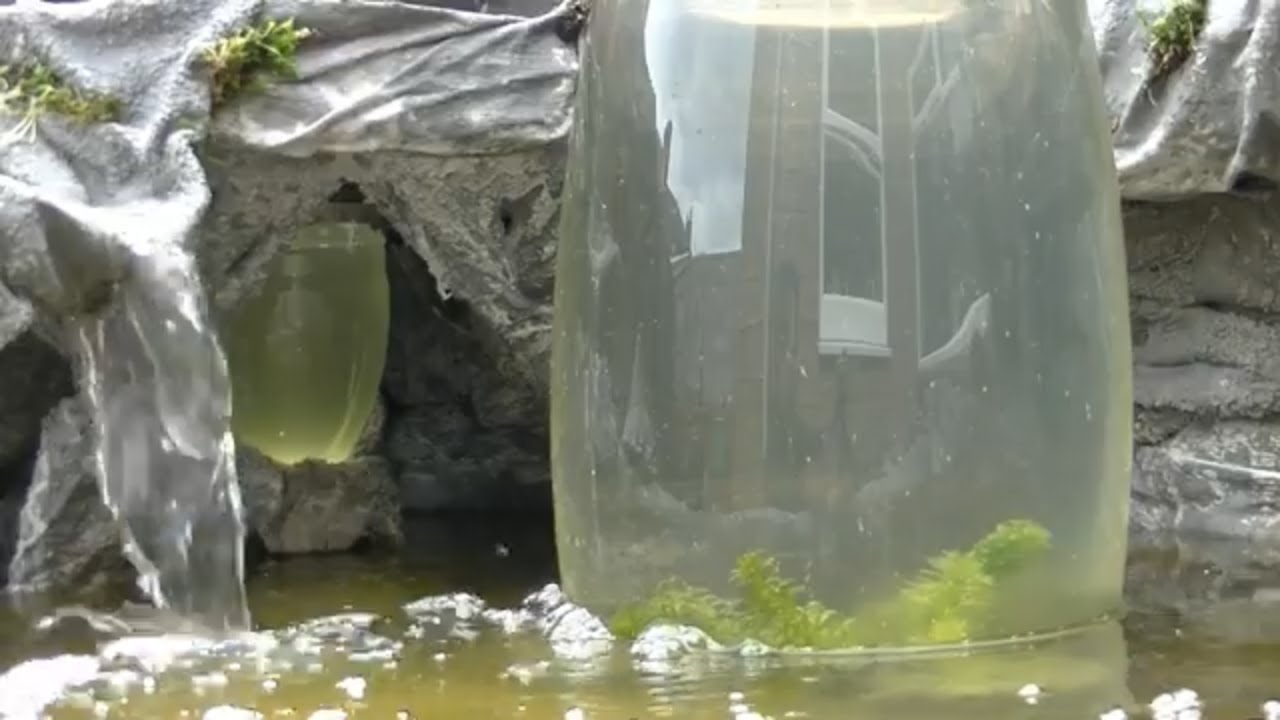 algae eating daphnia turns water from green to clean in miniature pond with inverted aquarium.