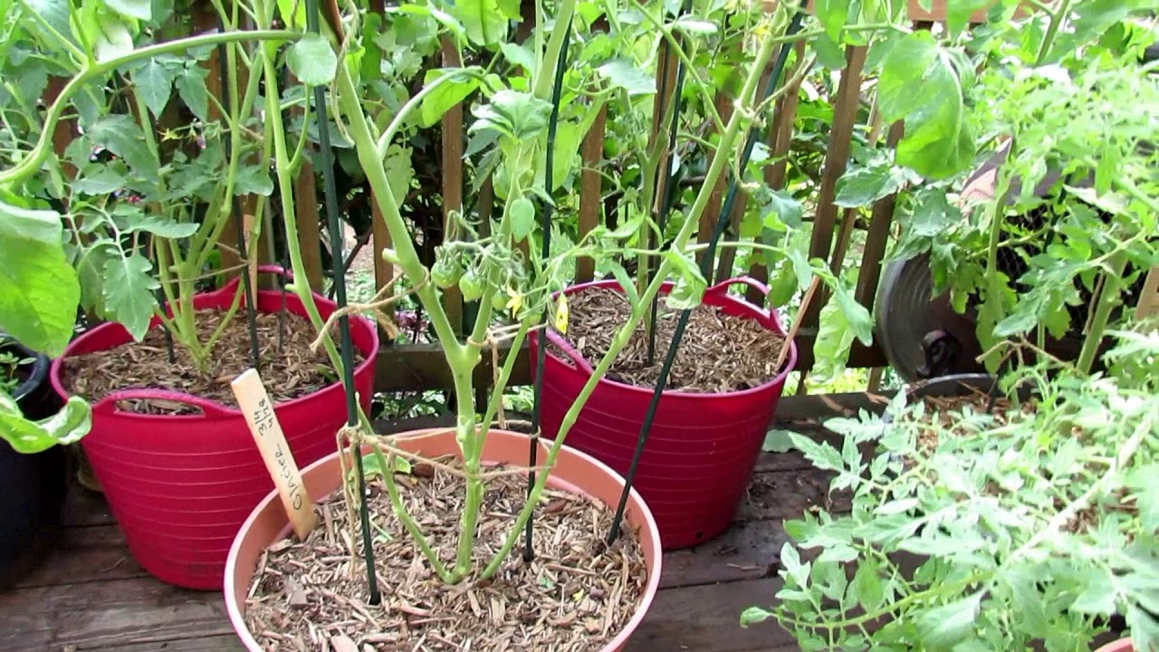 How to Manage Leaf Spot/Fungus & Prevent Blossom End Rot on Tomato Plants (Calcium Nitrate)