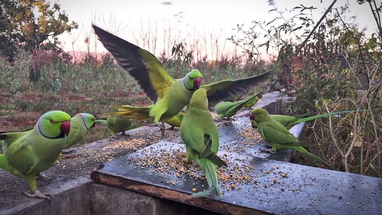 Mind Relaxing Cute Parrot Sounds 🦜 | Calming Bird Calls & Peaceful Nature Ambience 4K
