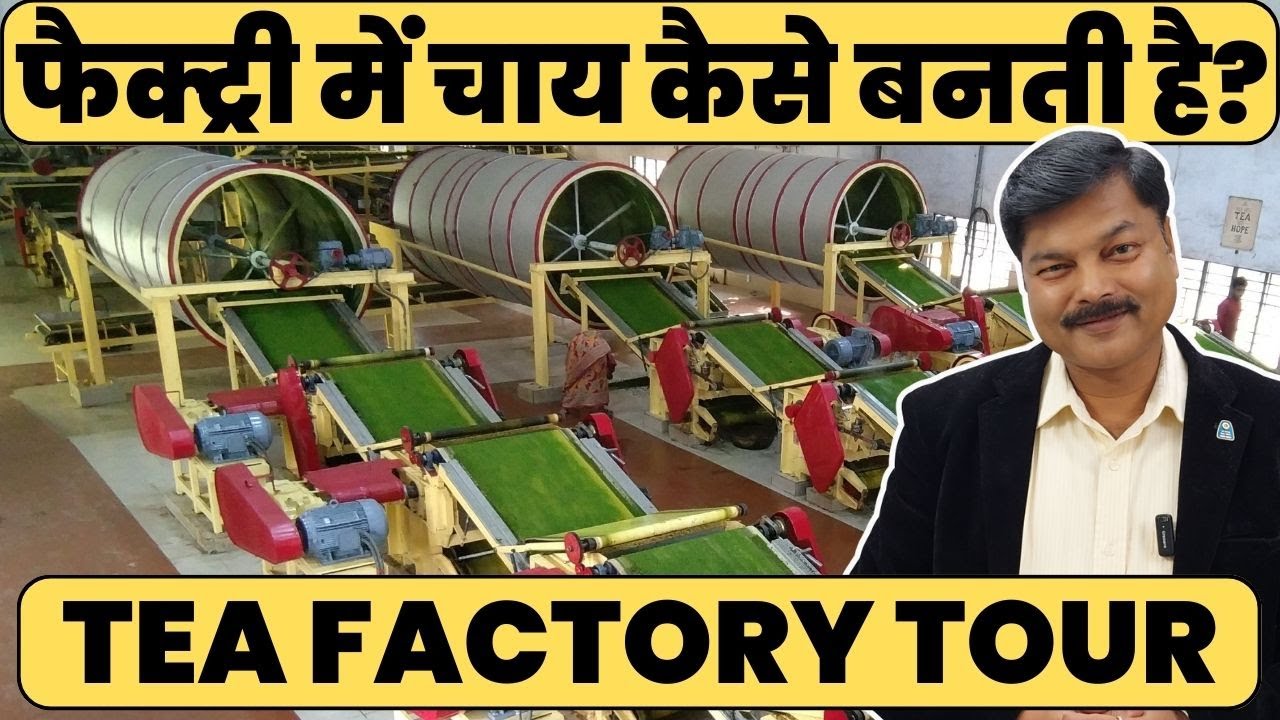 Uncovering the Secrets of CTC Tea Processing in a Factory #teabusiness #teaeducation #teafactory