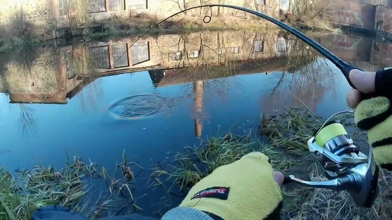 Такого окуня ловити то і щука не потрібна, знайшов стаю великих окунів.
