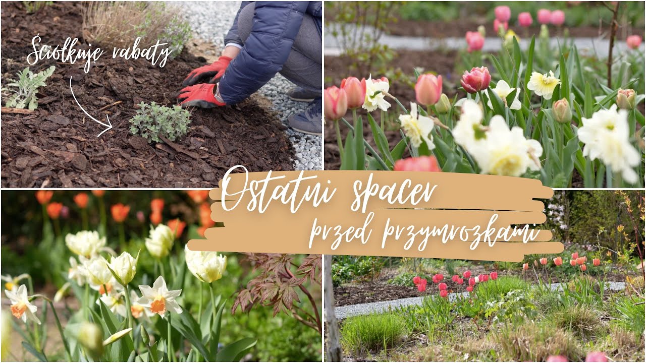 Ściółkuję rabaty 🌱 Ostatni spacer przed przymrozkami 🌷 Przegląd rozsady 🍅