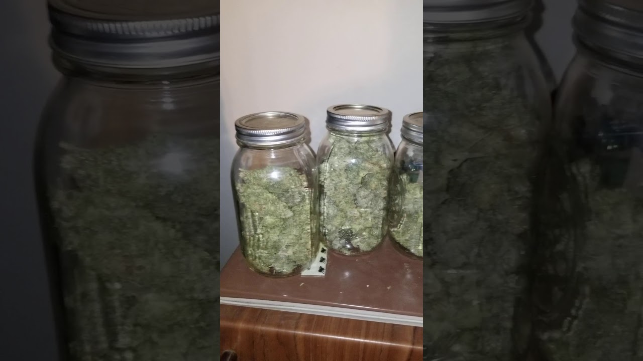 2020 Mars Hydro vs. Phlizon Comparison Results