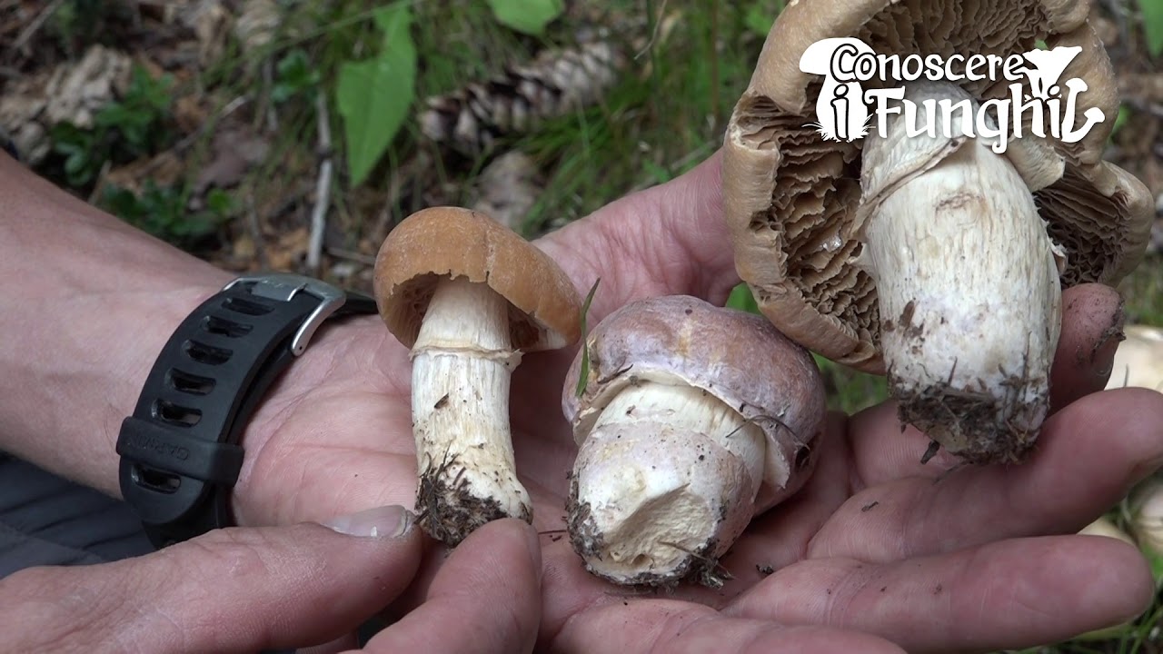 Conoscere i Funghi: Cortinarius caperatus [ COMMESTIBILE ]