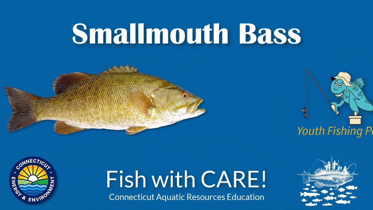 Catching Smallmouth Bass - CT Youth Fishing Passport