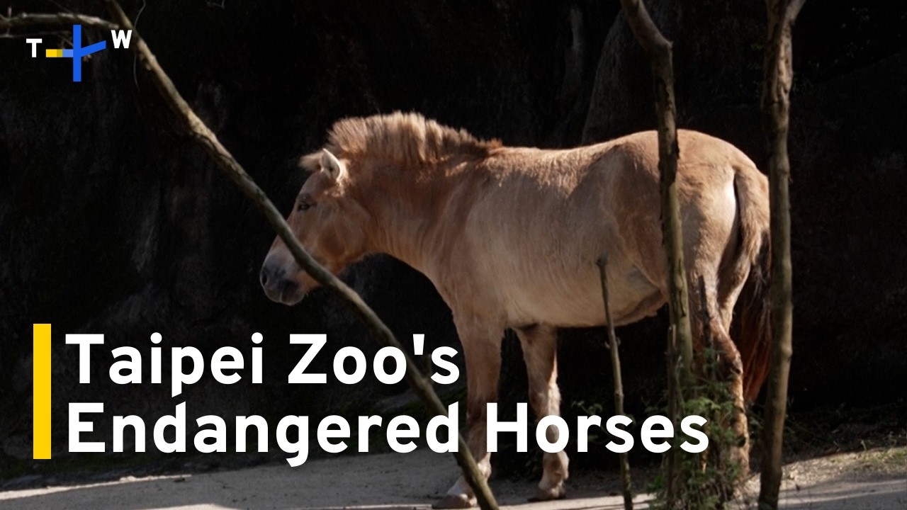 Taipei Zoo Celebrates Year of Horse by Protecting Endangered Species | TaiwanPlus News