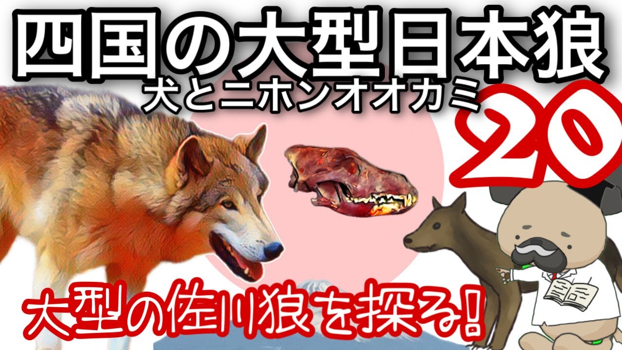 四国大型日本狼の謎〜佐川狼〜犬とニホンオオカミ20