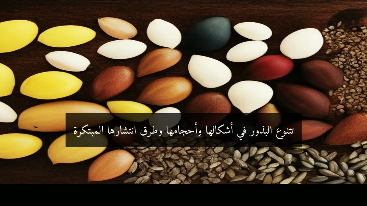 لغز الشجرة التي تنمو من بذرة