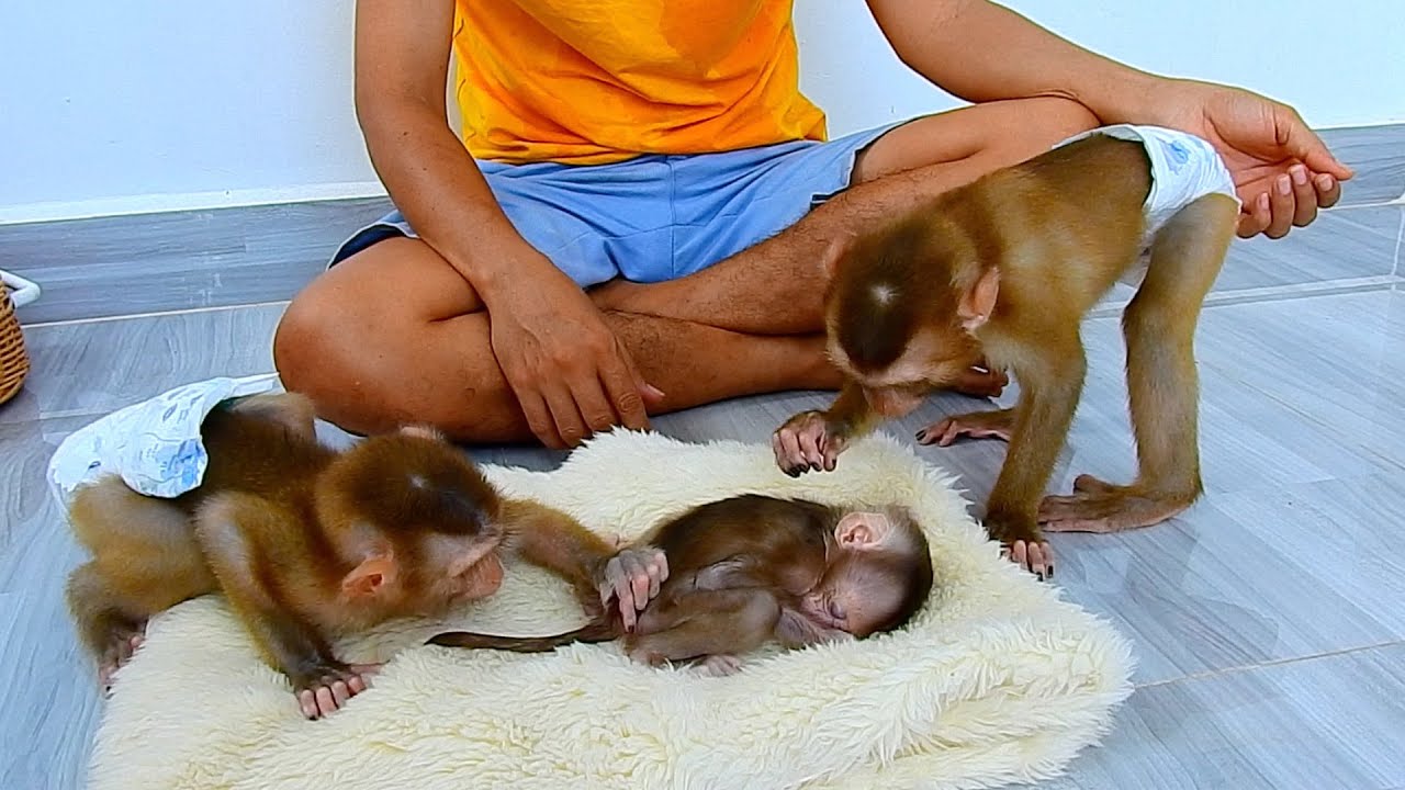 Julie and Polee very wonder to stink looking at new baby.