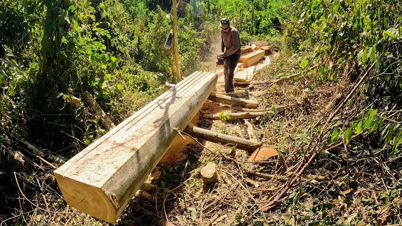 Desdobrando madeira em alta velocidade com stihl MS 382