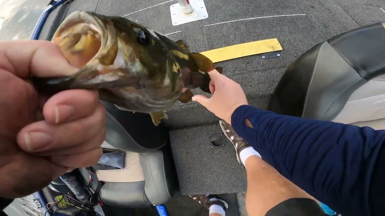 My second trip to the Des Plaines river - Summer fishing