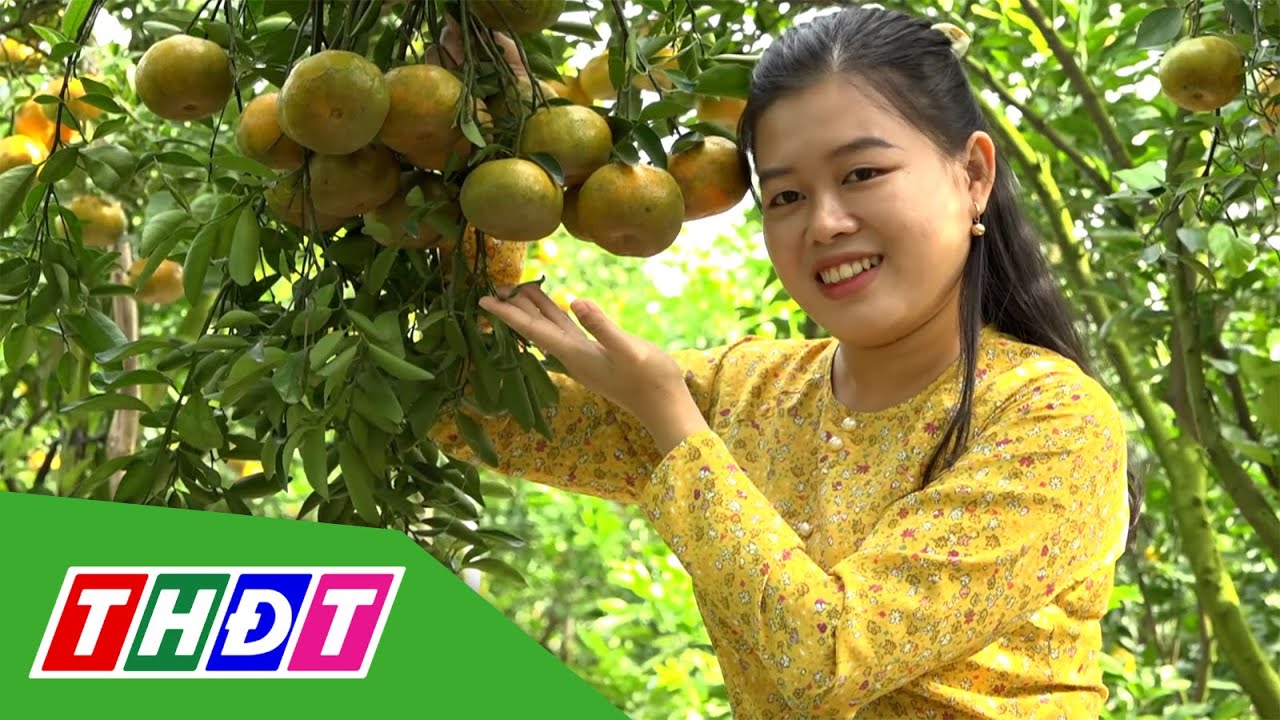 Về Lai Vung chi&ecirc;m ngưỡng những vườn qu&yacute;t hồng kiểu mẫu | THDT