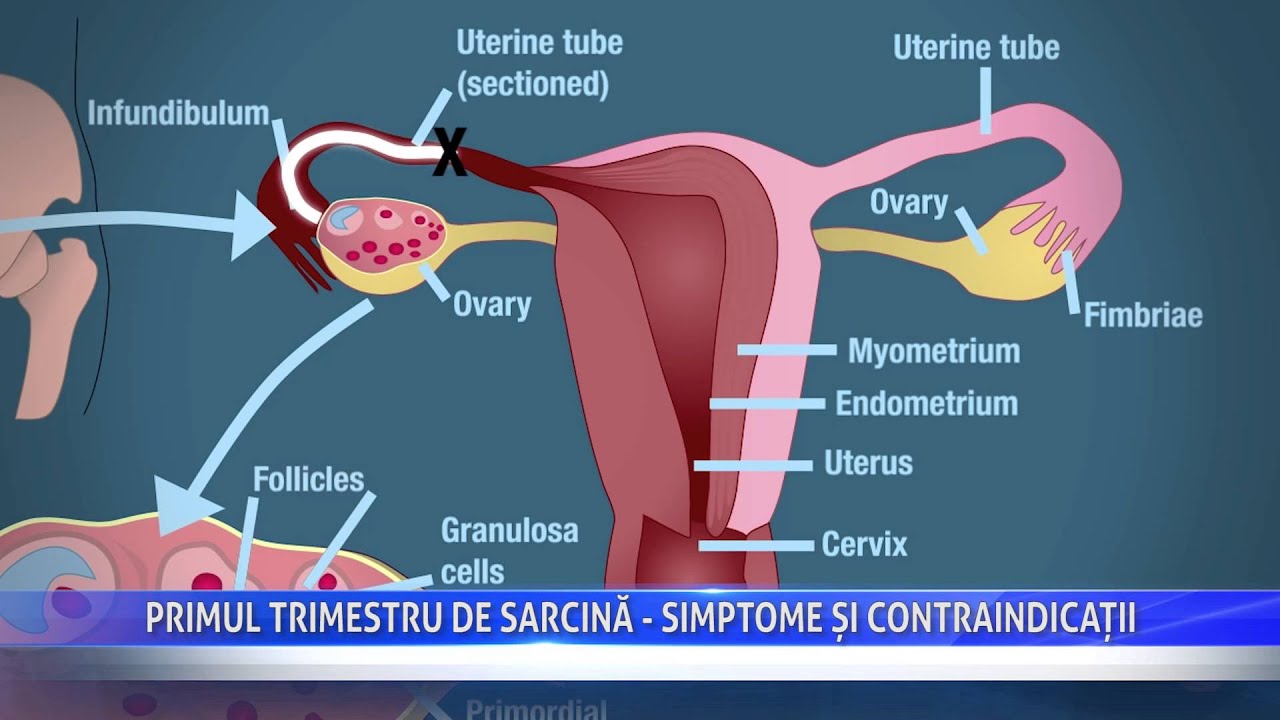 Primul trimestru de sarcină - simptome și contraindicații