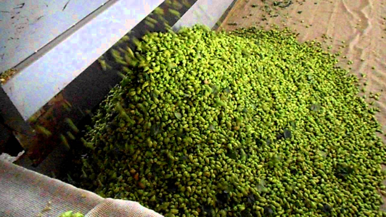 Victory's Citra Hops Being Dried