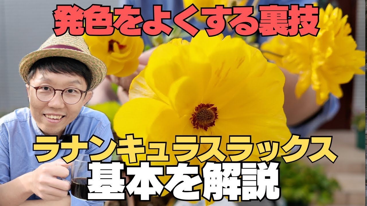 【超簡単】花の発色が良く、緑を濃くする方法　ラナンキュラスラックスってどんな花？