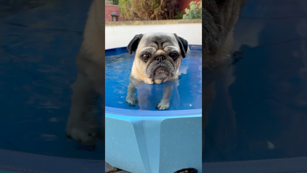 He&rsquo;s so SLEEPY 😴 #doglife #cutedog #pugdog