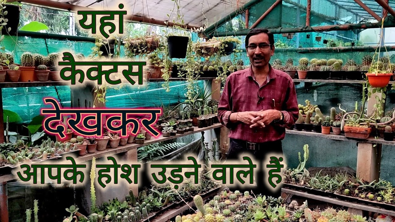 ये कैक्टस 🌵 और सेकुलेंट आपके होश उड़ा देंगे // Unbelievable Cactus and Succulent stock in Bengal
