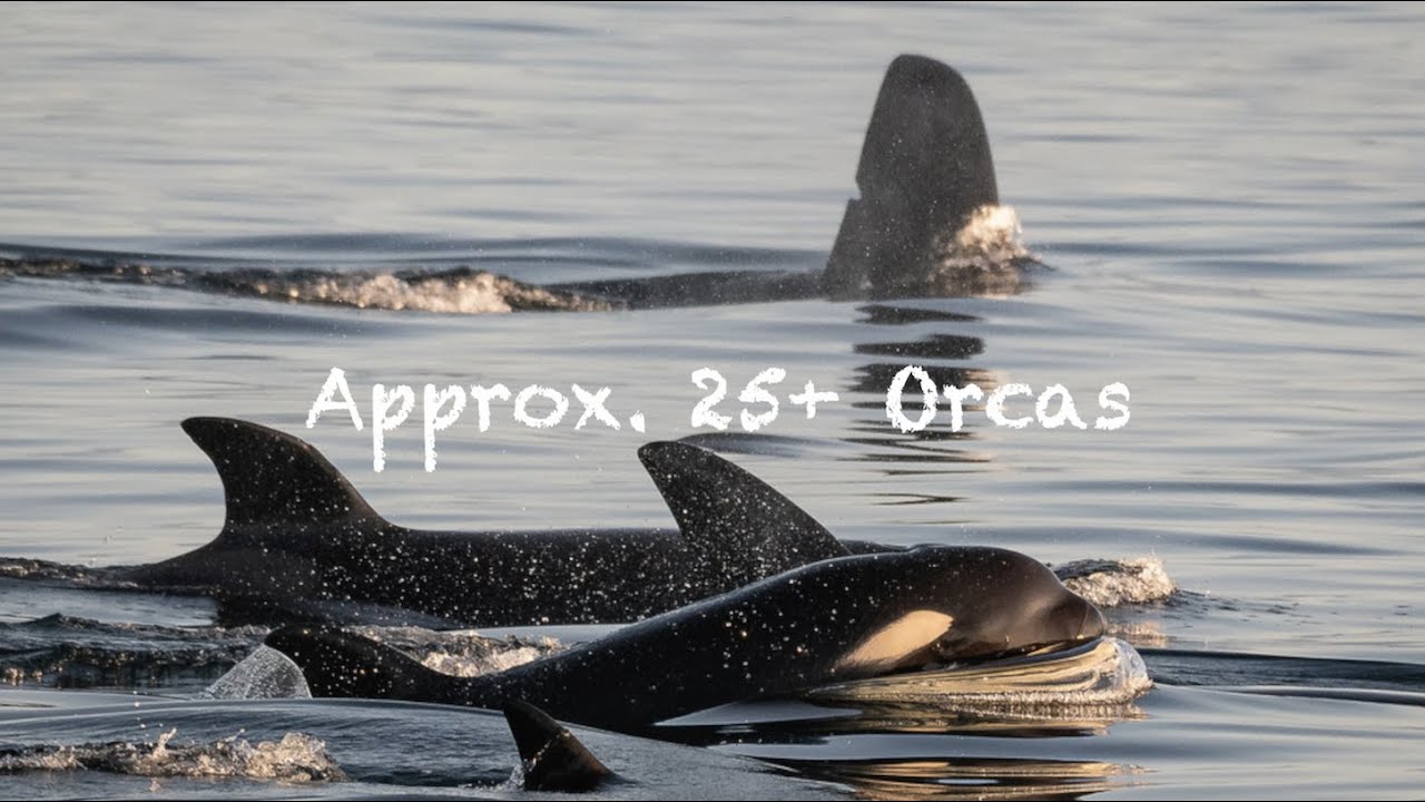 Rare Transient Orca greeting ceremony-audio/video long version from Eagle Wing Tours, Victoria, BC.