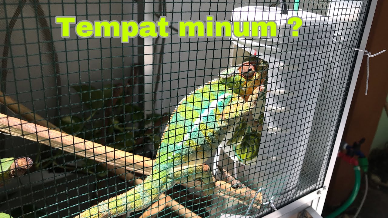 DIY reptile drinking fountain