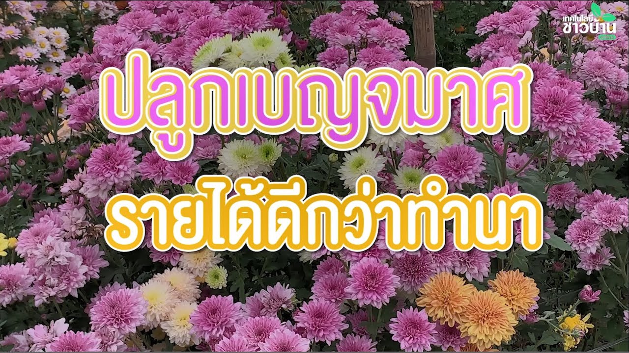 ปลูกเบญจมาศรายได้ดีกว่าทำนา | เทคโนโลยีชาวบ้าน