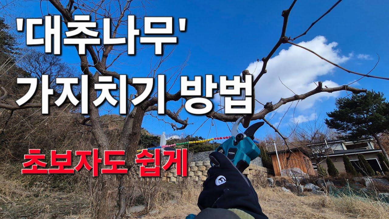 대추나무 가지치기 방법. 사과대추나무와 무슨 차이가?