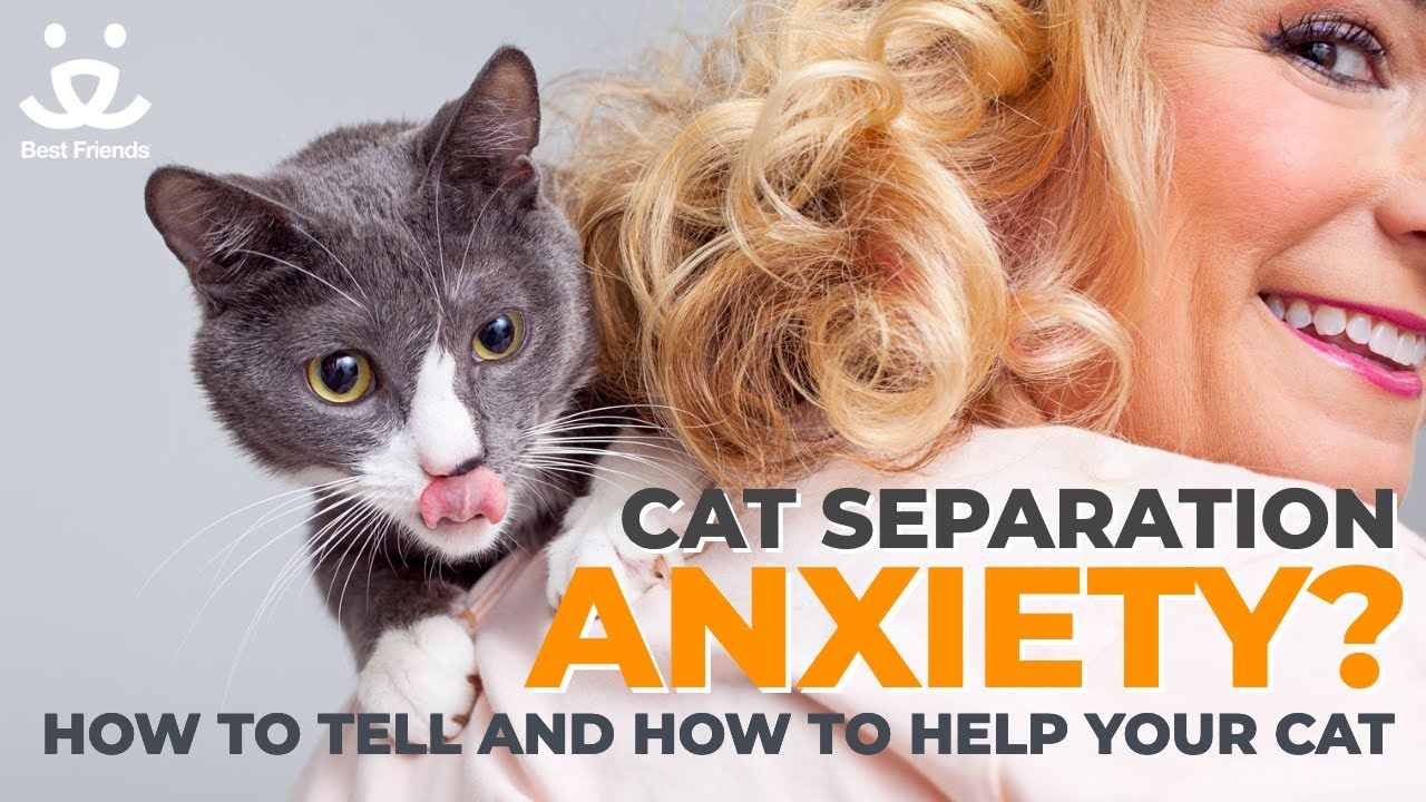 Does your cat have separation anxiety and how you can help
