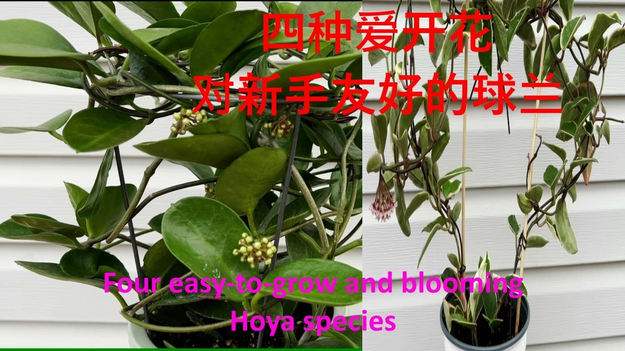 四种好养爱开花的球兰，对新手特别友好/Four easy-to-grow and blooming Hoya species that are friendly to beginners