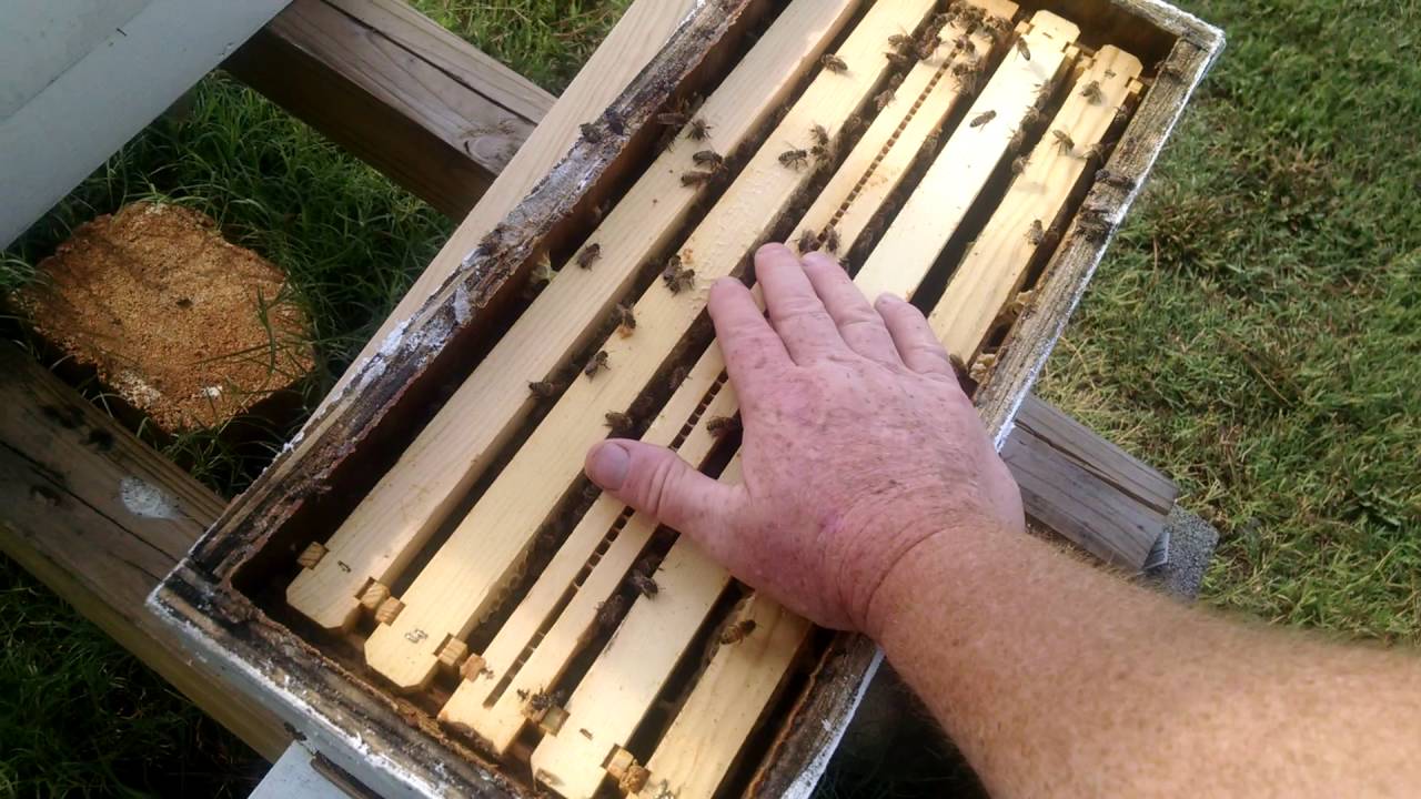 Best Way To Stop Robbing In A Hive Part 2