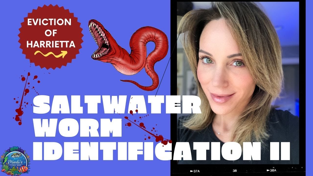 Saltwater Worm Identification II - Eviction of Harrietta - Mindi's Coral Reef