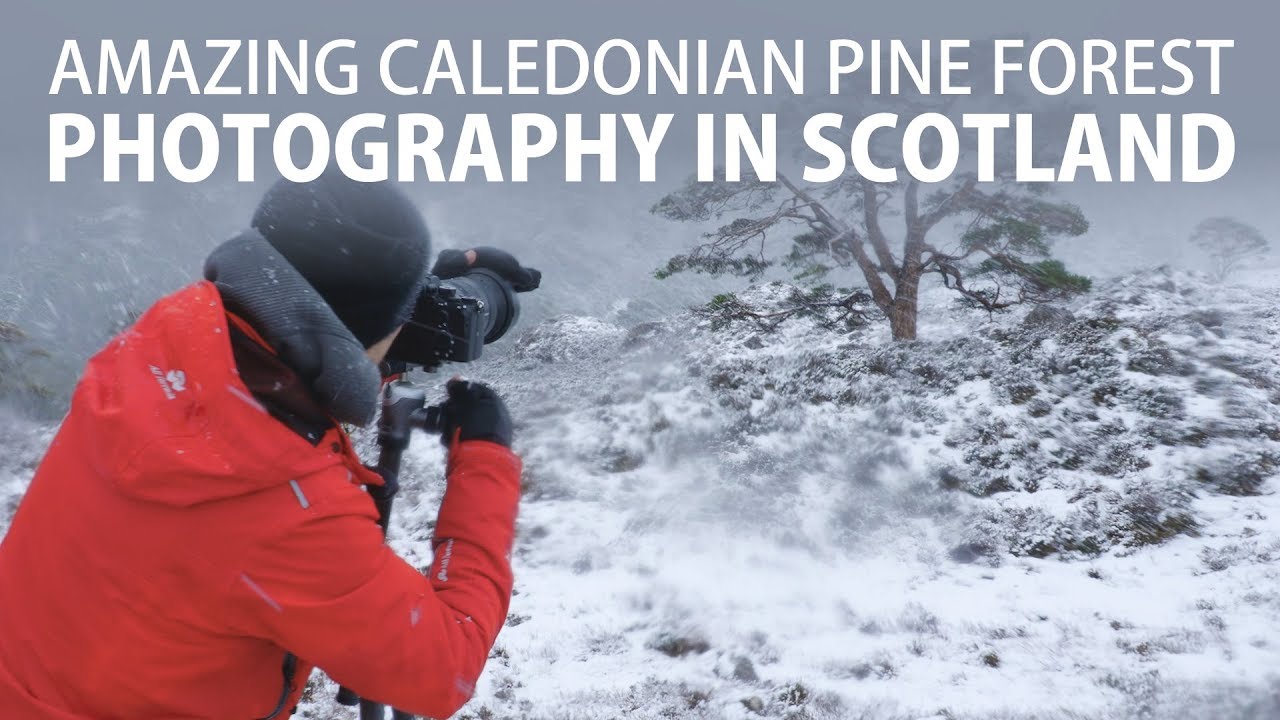 Amazing Caledonian Pine Forest - Photography in Scotland