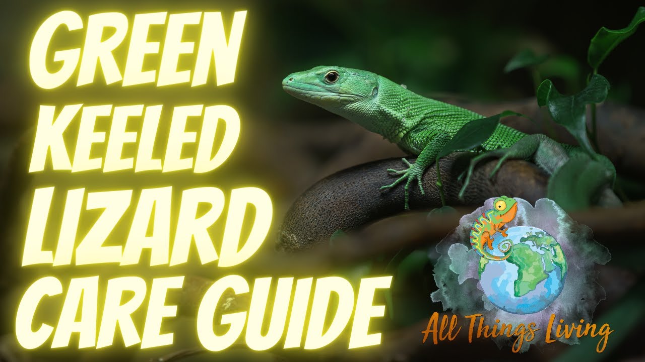 Green Keeled Scale Lizard Care Guide 2022