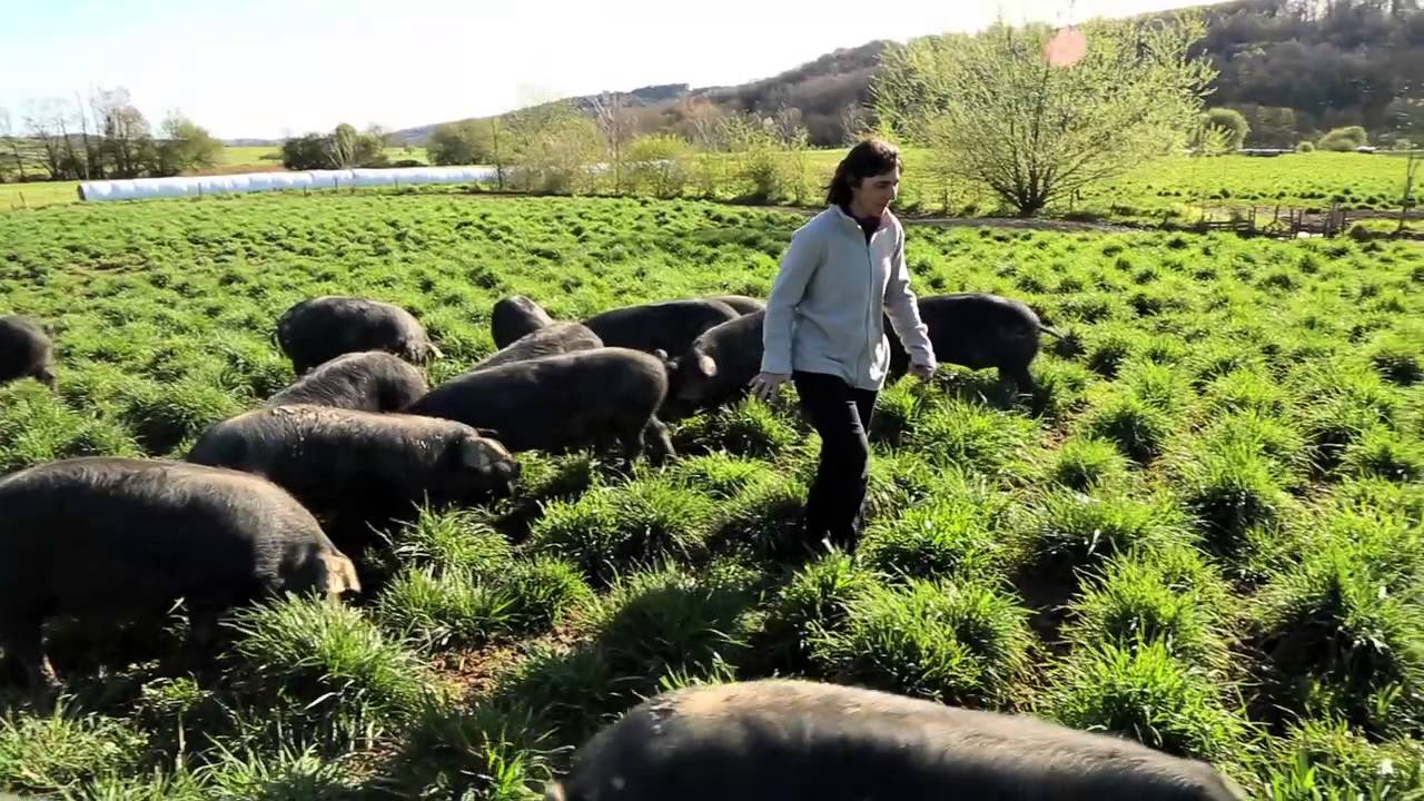 WEBSERIE METIERS AGRICOLES #3 Eleveuse du porc noir de Bigorre, dans les Hautes-Pyrénée
