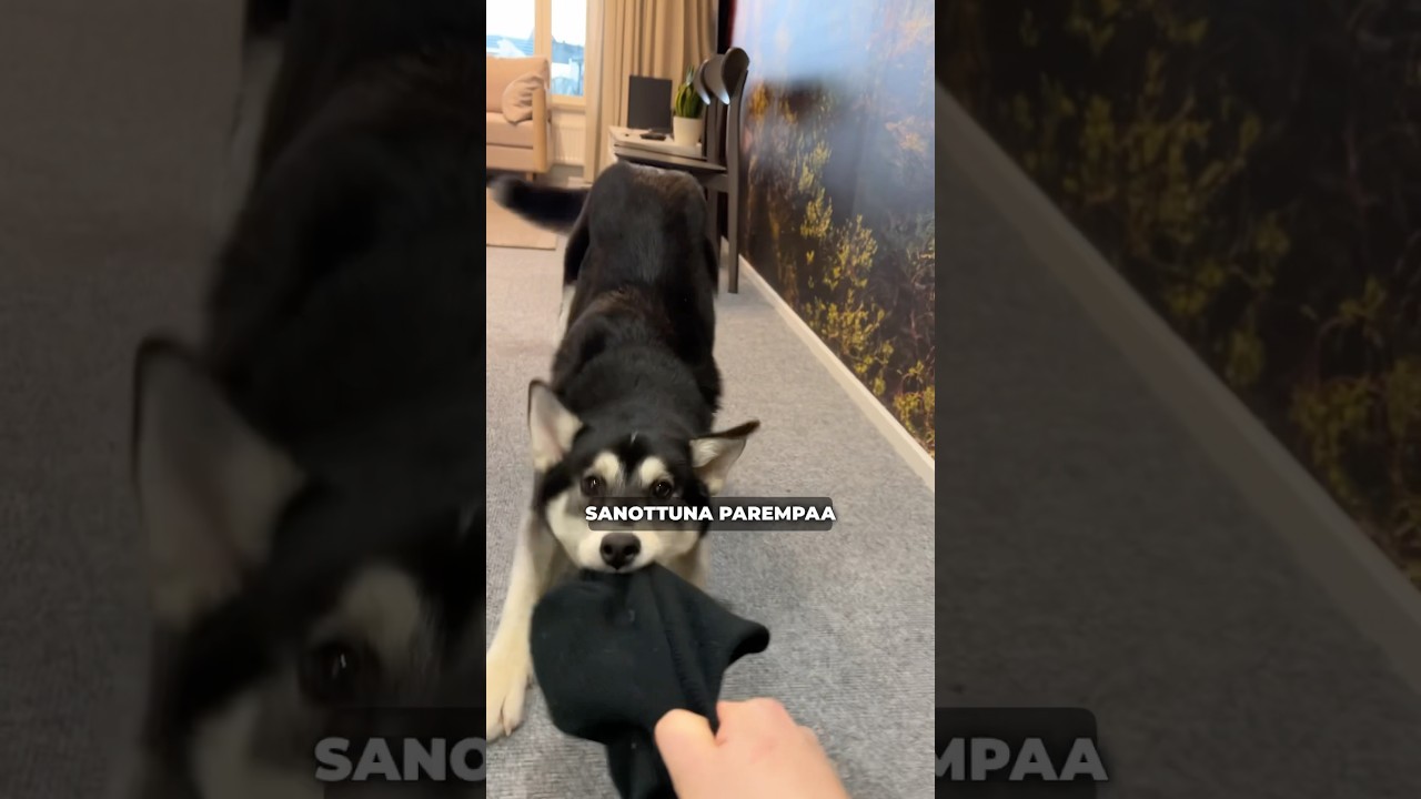 Mist&auml; meid&auml;n kaks rescuekoiraa on tullu meille? #dogs #rescuedog #husky #gsd