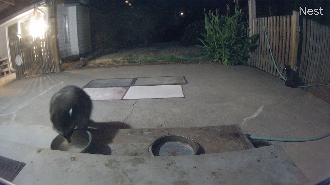 Raccoons scare a small black cat away from our patio porch! (OWL 2746)