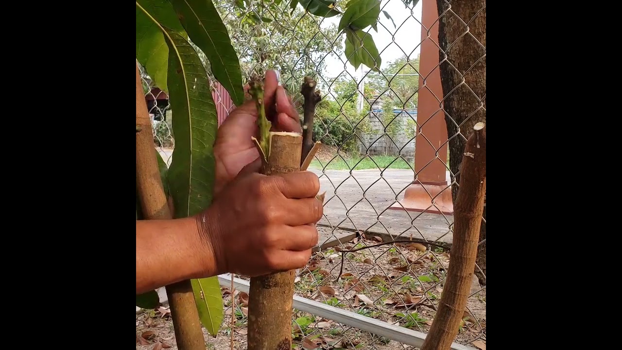 How to graft citrus branches #naturelovers #nature 
