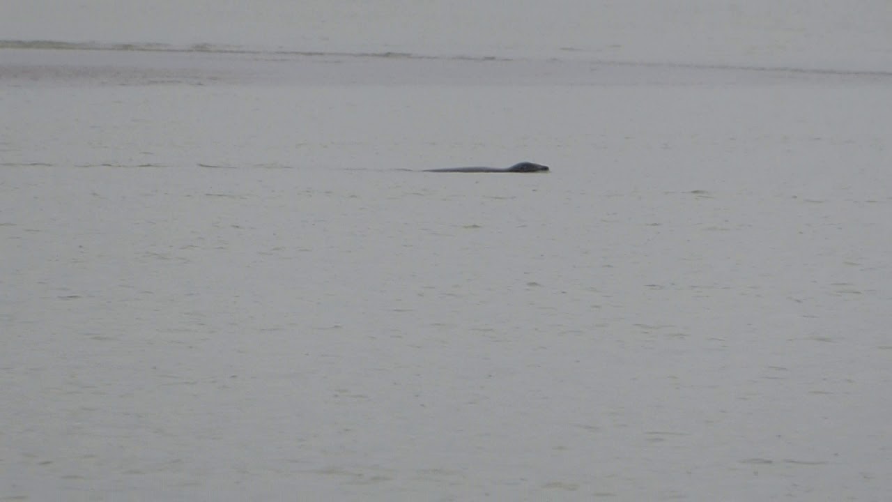 Observation d'un phoque en Baie de Somme par Patrice Avranche