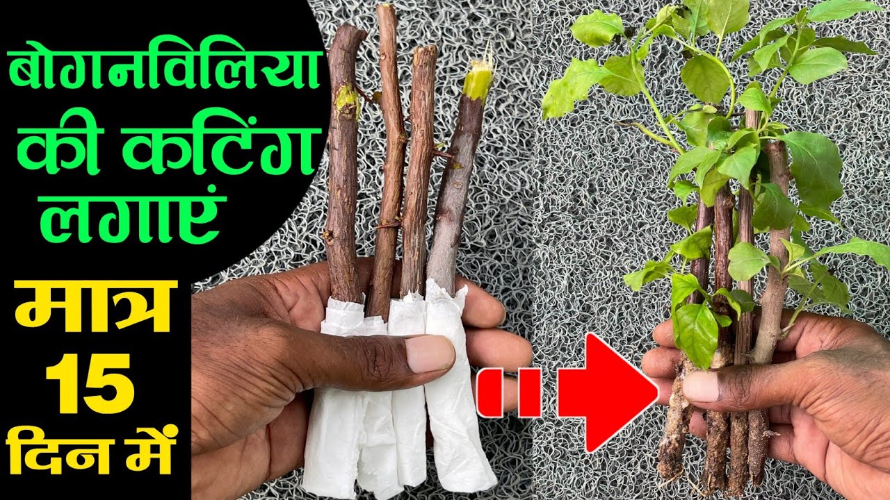 मात्र 15 दिन में बोगनविलिया की कटिंग को लगाएं | Bougainvillea plant ki cutting Kaise lagaye #cutting