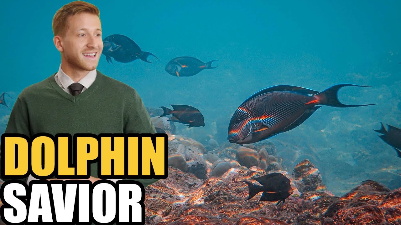 A Dolphin Saved Lost Fishermen—What It Did Next Shocked Everyone