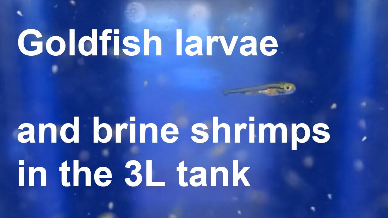 Goldfish larvae and brine shrimps in the 3L tank