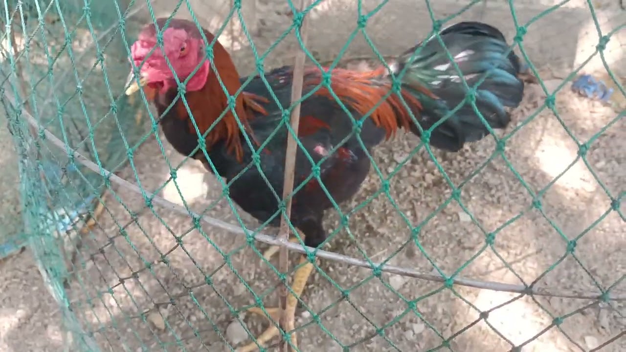ทวนไก่เชิงพนัส